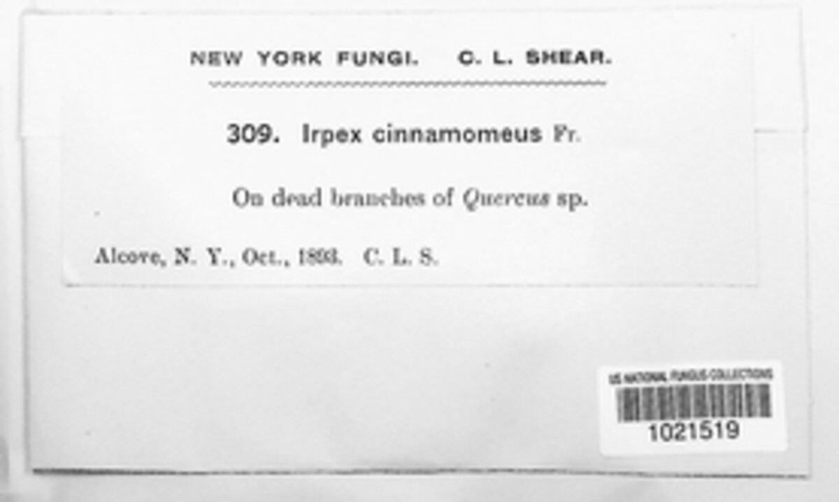 Hydnoporia olivacea image